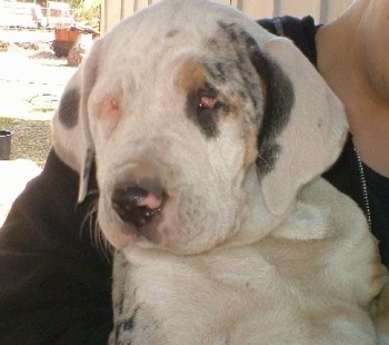 Upper body shot - A merle-colored white with black and tan Leopard Cur puppy is being held in the arms of a person.