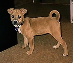The left side of a tan with white Boxachi puppy that is standing across a carpet and it is looking forward.