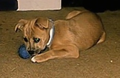 The left side of a tan with white Boxachi puppy that is laying on a carpet and it is chewing on a ball toy.