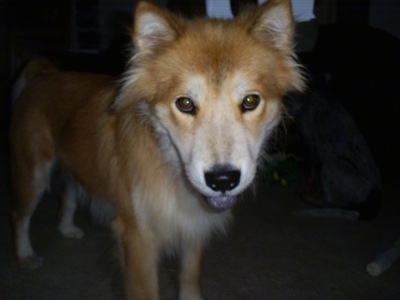 Front side view - A tan with white Chow Chow/Husky mix is standing on a carpet and its black tongue is hanging out of its mouth. It almost looks like a red wolf.