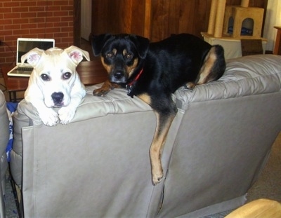Two dogs on the back of a coffee colored leather couch - A short legged, tan with white Pit Bull/Corgi mix breed dog has its front paws oer the back with its head peering over. It is next to a black and tan Shepweiler mix that is laying on the top back part of the couch with one paw hanging over the edge.