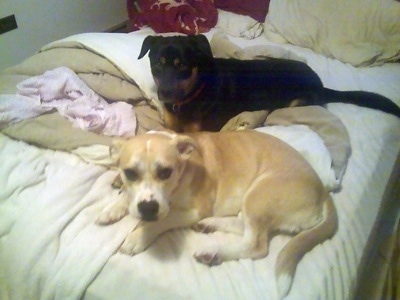 A black with brown Shepweiler mix is laying on a human's bed next to a tan with white Pitbull/Corgi mix.