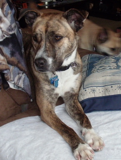 View from the front - A brown brindle with white Pitbull mix is laying on a bed and looking to the left. There is another dog in the background running past.