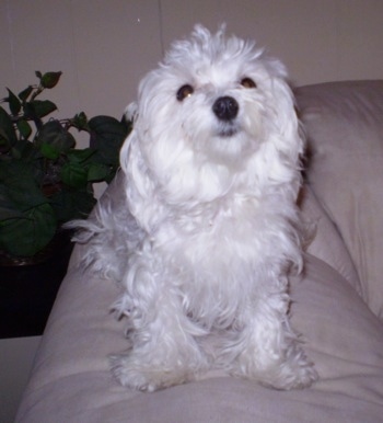 View from the front - A white Maltese is sitting on the arm of a tan leather couch and looking up.