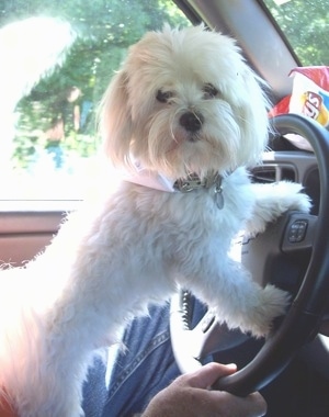 A soft, furry white Maltese is in the drivers seat of a car jumped up with its front paws on the wheel while sitting on a person's lap who is wearing blue jeans. It is looking towards the passengers seat.