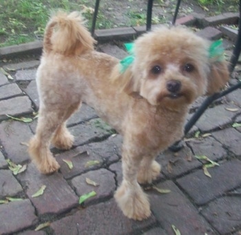 A groomed-short, tan Malti-poo with green ribbons over each ear standing on a brick porch with a medal table behind it. Its tail is curled over its back.