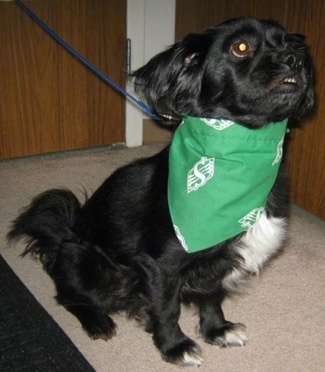 A black with white Markiesje dog is sitting on a tan carpet and it is wearing a green bandana and looking up and to the right.