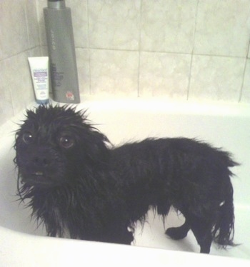 Side view - A wet black with white Markiesje dog is standing in a tub and looking up. Its wet hair is spiked out.
