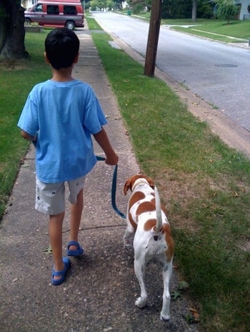 The back of a tan and white dog is walking down the street with a boy in a blue shirt.