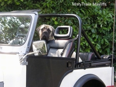 Saul the Mastiff sitting in a Jeep