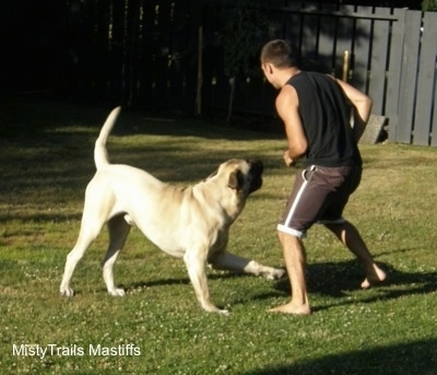 Saul the Mastiff playing in the yard with a person