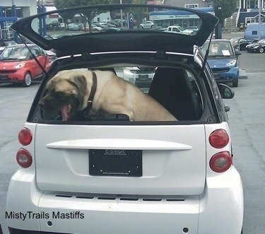 Saul the Mastiff sitting in the back seat of a really tiny smart car