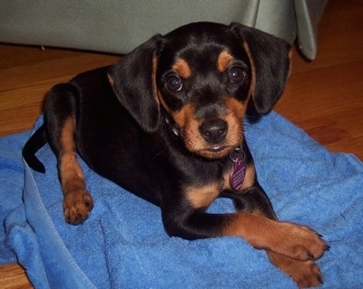 A black and tan Meagle puppy is laying on a blue towel on a hardwood floor in front of a green couch.