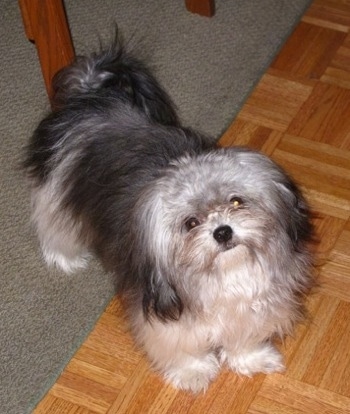 View from the front - A fluffy, black with grey and white long coat Mi-ki is standing with its front legs on a Pergo floor and its back legs on a tan carpet in front of a wooden table looking up.