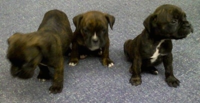 A litter of three brown brindle Boston Boxer puppies are standing and sitting in a row on a gray carpet
