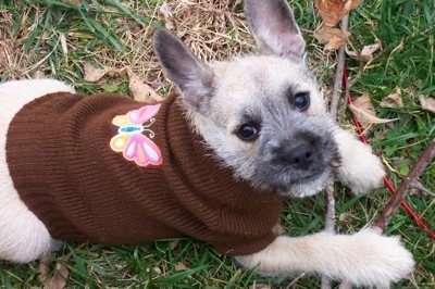 A wiry  looking tan with white and black Miniature French Schnauzer puppy is wearing a brown sweater with a butterfly on the center of its back. It is looking up and there is a stick under its front paws.