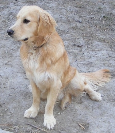 A Miniature Golden Retriever is sitting on dry dirt and looking forward.