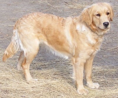 Side view - A Miniature Golden Retriever is standing in straw.