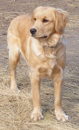 Front view - A Miniature Golden Retriever is standing in straw and looking to the left.
