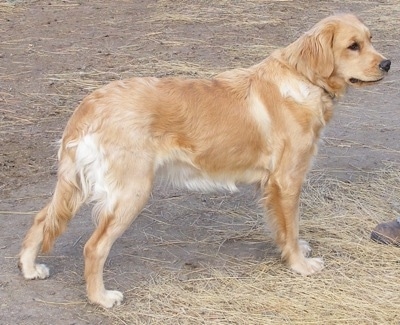 Right Profile - A Miniature Golden Retriever is standing on dry dirt and straw and looking forward.
