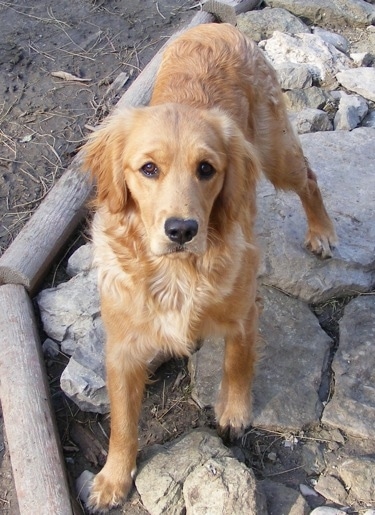 A Miniature Golden Retriever is standing on rocks and looking up. There are logs bordering the edge of the rocks.