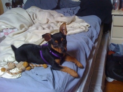 A black and tan Minnie Jack puppy is wearing a purple harness laying on a human's bed covered in blue and white blankets and its front paws are hanging over the edge. There is a brown rope toy next to it.