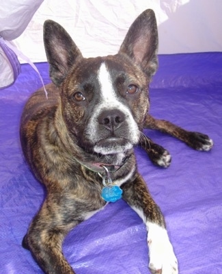 A perk-eared, brown brindle with white Boston Terrier/Dachshund/Shar-Pei/Chow Chow/Newfoundland mix puppy is laying in a tent that has a purple floor and looking forward.