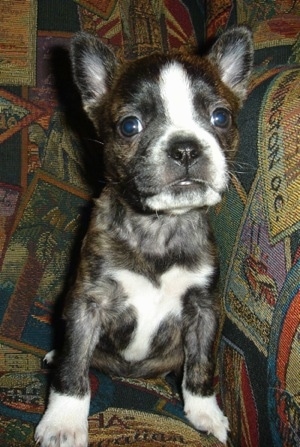 A small, bat-eared, brown brindle with white Boston Terrier/Dachshund/Shar-Pei/Chow Chow/Newfoundland mix puppy is sitting at the corner of a colorful print couch looking forward.
