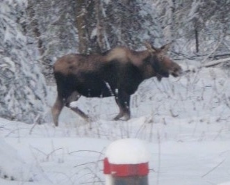 The right side of a Moose walking across a snowy environment.