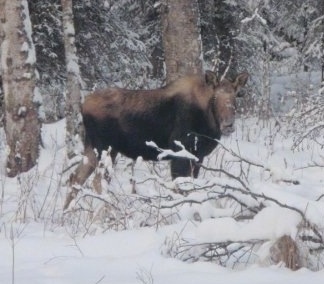 Theright side of a Moose that is standing on snow and it is looking forward.