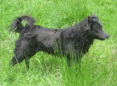 Right Profile - A black Mudi is standing alert in tall grass.