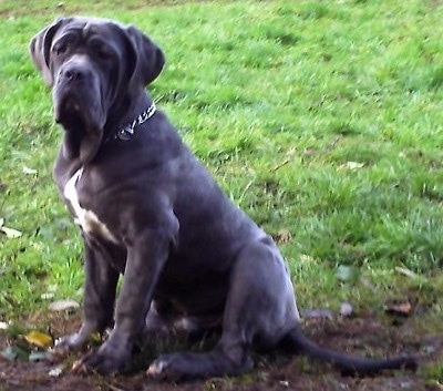 Front side view - A natural-eared, wrinkly, dark blue with white Neapolitan Mastiff puppy is wearing a choke chain collar sitting in mud and looking to the left of its body.