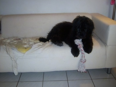 A black long wavy coated dog laying down on a white couch