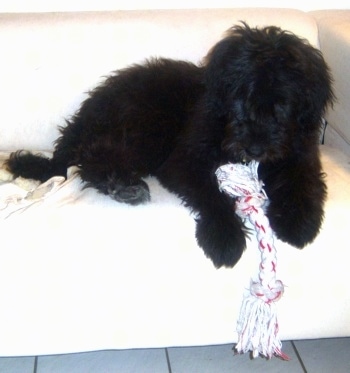 A black Newfypoo puppy is laying on a white couch with a rope toy in between its front paws.