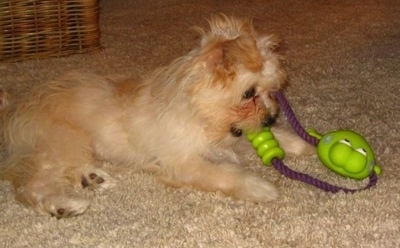 Side view - A white with tan Nortese puppy is laying on a tan carpet playing with a green and purple rope frog toy.