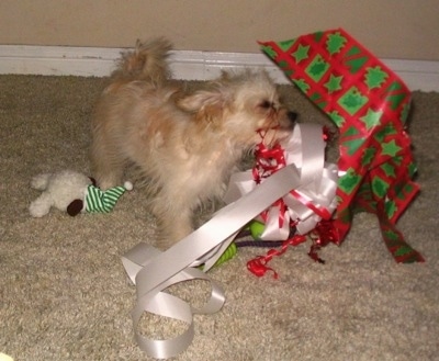 A tan Nortese puppy is tearing apart red and green wrapping paper that has white ribbons. There is a white and black plush toy behind it.