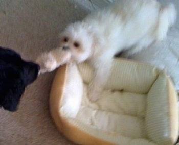 A white with tan Nortese dog is standing partially on a yellow dog bed and in front of it is another dog. They are playing tug-of-war with a plush toy.