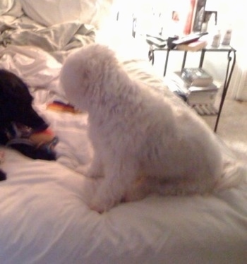 A white with tan Nortese dog is sitting on a human's bed and looking down at another dog laying  in front of it.