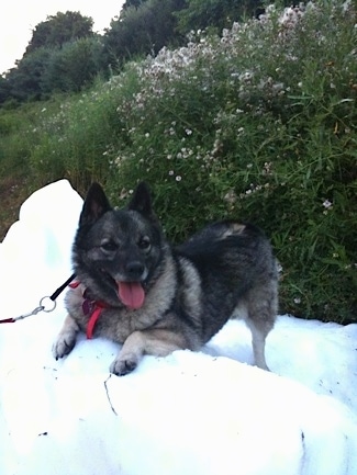 A happy-looking, perk-eared, black with grey Norwegian Elkhound dog is play bowing on a mound of snow in front of a green hill looking to the right. Its mouth is open and tongue is out.