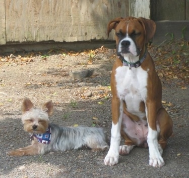 The left side of a Yorkie that is laying down next to a sitting brown with white and black Boxer outside