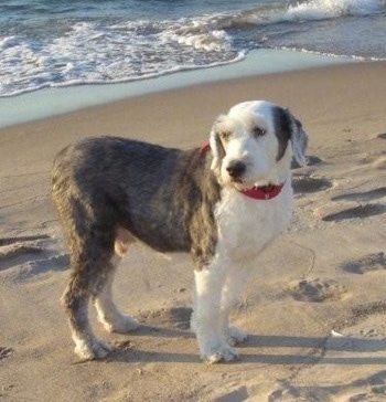 A shaved grey with white Old English Sheepdog is wearing a red collar standing on a sandy beach with the ocean behind it looking to the left.