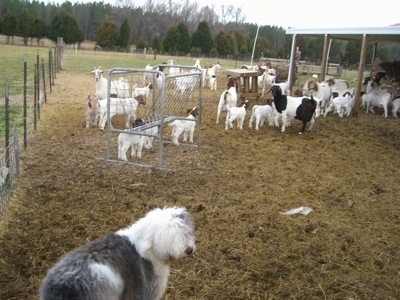 A shaggy grey with white Old English Sheepdog is standing outside in a field with a herd of goats.