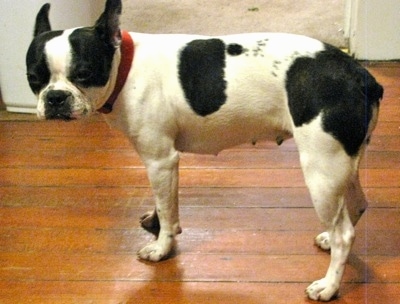 Left Profile - A perk-eared, white with black Olde Boston Bulldogge is wearing a red collar standing on a hardwood floor looking towards the camera. Its color pattern looks like a cow.