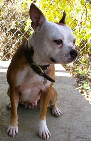A perk-eared, red with white Olde Boston Bulldogge is wearing a thick brown leather collar sitting on a concrete step looking to the right.