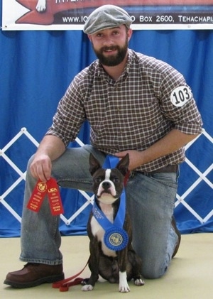 A perk-eared,  black with white Olde Boston Bulldogge is sitting in front of a person kneeling behind it. The dog has on a blue ribbon and the person behind it is holding two red ribbons at a dog show.