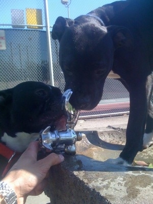 Two black with white Olde Pit Bulldogges drinking water out of a fountain at a dog park. A person is turning the water nozzle for them