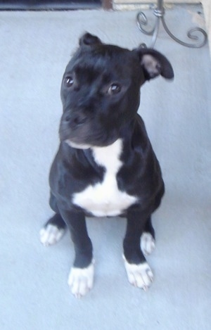 Front view - A black with white Olde Pit Bulldogge is sitting on a carpet with its head turned to the left but its eyes are looking forward.