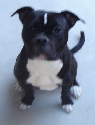 Front view from above looking down at the dog - A muscular, wide-chested, black with white Olde Pit Bulldogge is sitting on a carpet looking up.