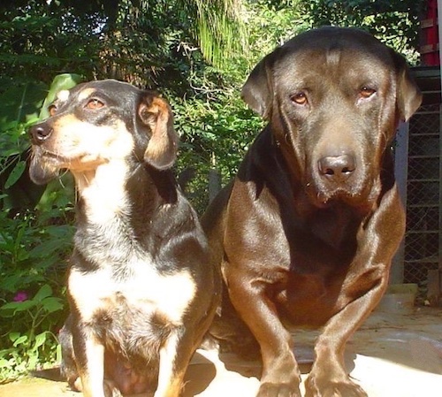 A black with tan Dachshund/Miniature Pincher mix is sitting next to a black Shar Pei/Dachshund mix outside next to a large bush