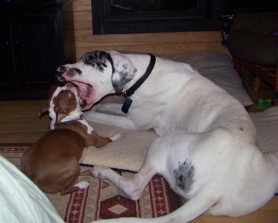 A white with black Great Dane is about to swallow the head of a brown with white Boston Terrier
